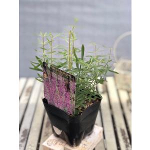 野菜の苗 わらび ワラビ 苗・種 2株入［袋詰め山菜］ : ベジタブル