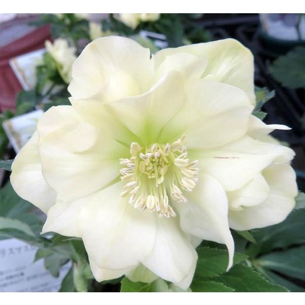 花苗 ミヨシのクリスマスローズ アンジェリエ 9cmポット 1苗