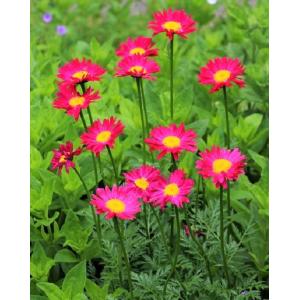 花苗 ホスタ（ギボウシ） サンパワー 10.5cmポット 1苗