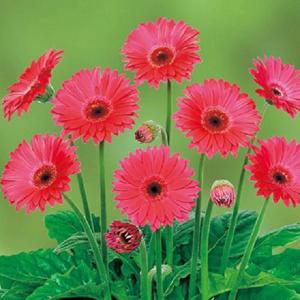 花苗 宿根ガーベラ ガルビネア スイート （大輪系）スパークル 9〜10.5cmポリポット 1苗