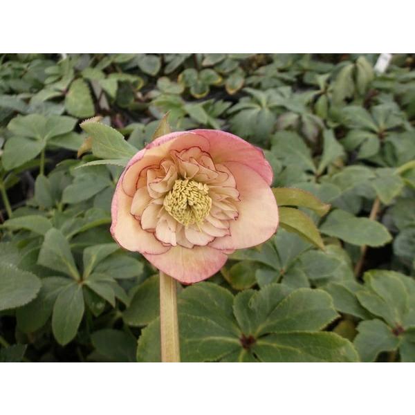 花苗 ミヨシのクリスマスローズ アプリコット オーケストラ 9cmポット 1苗