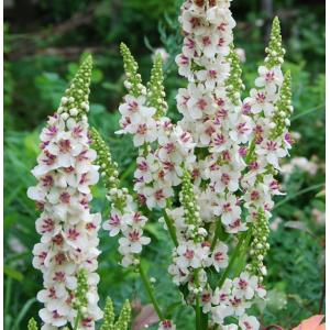 花苗 宿根バーベナ バンプトン 10.5cmポット 1苗 : Gardener s Shop