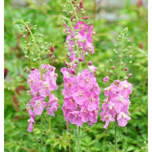 菊苗 8〜12月まで楽しむ中輪菊セット 15種30株(各2株) : 花と緑 国華園