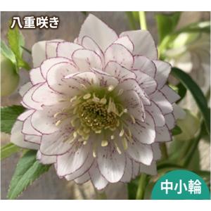 花苗 ミヨシのクリスマスローズ しずく小鞠 9cmポット 1苗