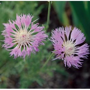 花苗 宿根バーベナ バンプトン 10.5cmポット 1苗 : Gardener s Shop