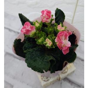 花苗 宿根バーベナ バンプトン 10.5cmポット 1苗 : Gardener s Shop