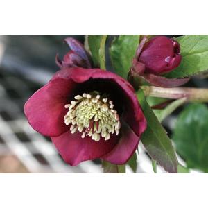 クリスマスローズ（ヘレボラス）の苗「シングル インディアンレッド