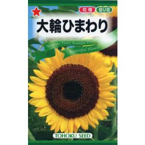 花種子 大輪ひまわり トーホクのタネ