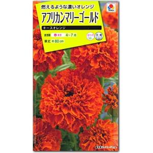 花種子 フレンチマリーゴールド ボナンザディープオレンジ タキイ種苗
