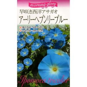 早咲き西洋アサガオ アーリーヘブンリーブルー 福花園種苗のタネ