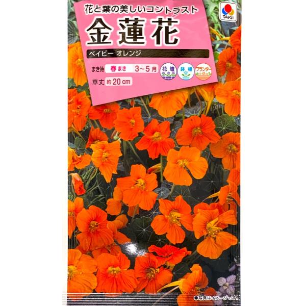 【種子】金蓮花（ナスターチューム） ベイビーオレンジ タキイ種苗のタネ