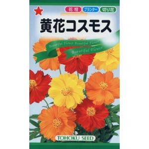 花種子 黄花コスモス ブライトライトミックス トーホクのタネ