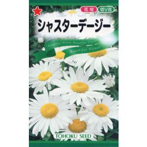 花種子 シャスターデージー アラスカ トーホクのタネ