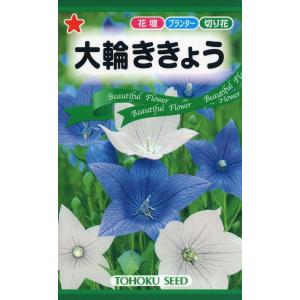 花種子 大輪ききょう 五月雨混合 トーホクのタネ