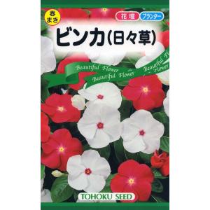 花種子 ビンカ（日々草） トーホクのタネ