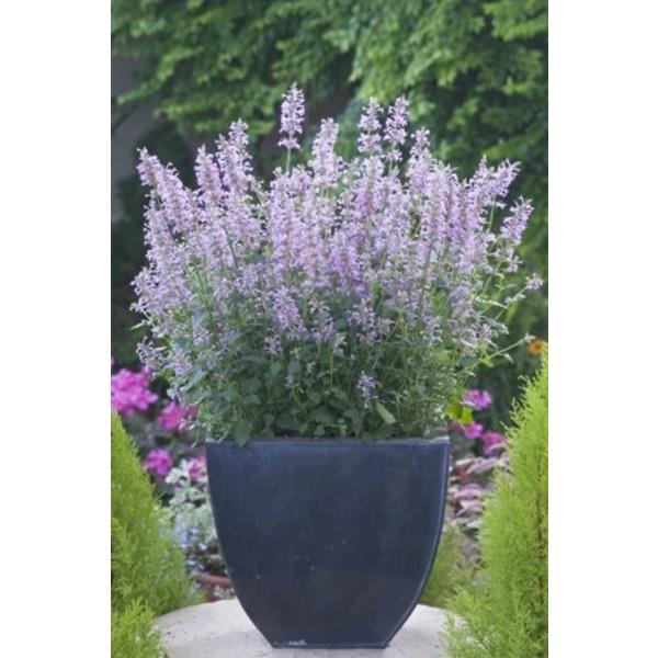 Gardener's Shop Ivy｜種子(タネ)・球根・苗・園芸用品の通販
