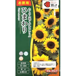 花種 NL300 矮性ひまわり F1フレッシュスマイル 小袋 [FHM416]【花の種