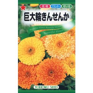 花種子 巨大輪きんせんか トーホクのタネ