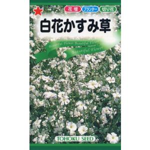 花種子 白花かすみ草 コベントガーデン トーホクのタネ