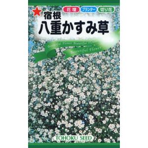 花種子 宿根 八重かすみ草 スノーフレーク トーホクのタネ