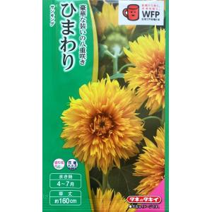 ひまわり サンキング タキイ種苗 3ml 春まき 夏まき ヒマワリの種 sunking Hana Uta 米沢園芸 Yahoo 店 通販 Yahoo ショッピング
