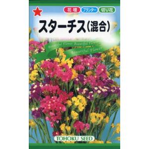 花種子 スターチス（リモニューム）混合 トーホクのタネ