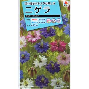 花種子 オンファロデス リトルスノーホワイト タキイ種苗のタネ