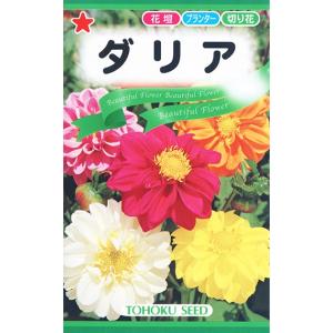 花球根 ポンポン咲きダリア 赤色系 1球入 トーホクの球根 : Gardener s