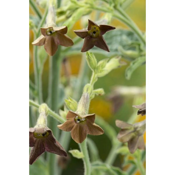 【種子】Muller Collection Nicotiana langsdorfii Bronze...