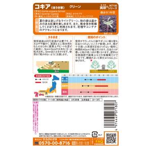 花種子 コキア(ほうき草) グリーン サカタのタネの詳細画像1