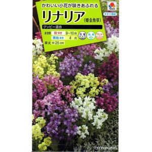 花種子 百日草（ジニア） カクタス咲混合 タキイ種苗のタネ : Gardener