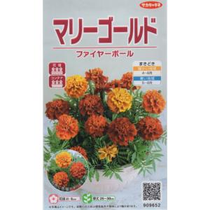 Gardener's Shop Ivy｜種子(タネ)・球根・苗・園芸用品の通販
