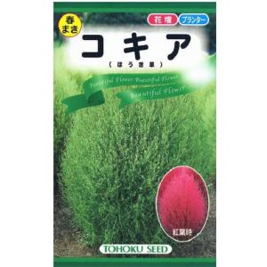 花種子 ふうせんかずら トーホクのタネ : Gardener s Shop Ivy - 通販