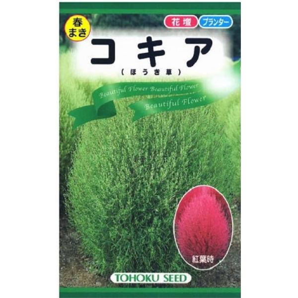花種子 コキア（ほうき草）もこもこ トーホクのタネ