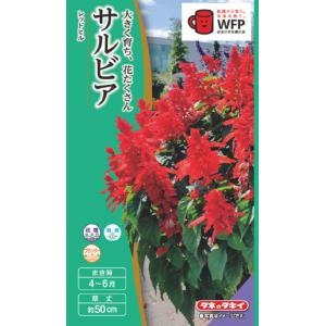 野菜苗 いちご とちおとめ 9cmポット 1苗 : Gardener s Shop Ivy
