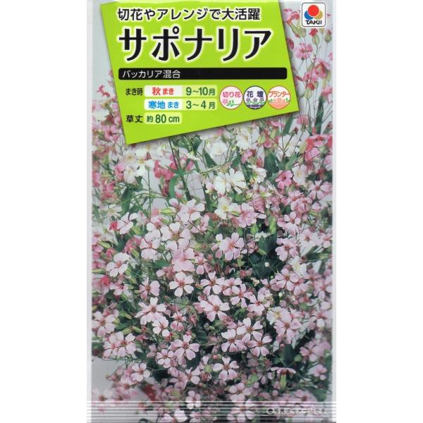【種子】サポナリア バッカリア混合 タキイ種苗のタネ