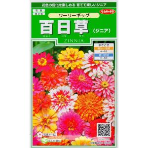 花種子 百日草（ジニア） カクタス咲混合 タキイ種苗のタネ : Gardener
