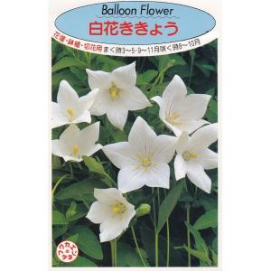 花種子 白花ききょう 福花園のタネ