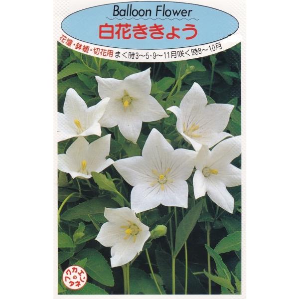 【種子】白花ききょう 福花園のタネ