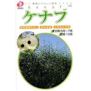 花種子 ケナフ 福花園種苗のタネ