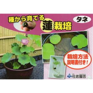 花種子 蓮(はす)たね物語 杜若園芸のタネの詳細画像1