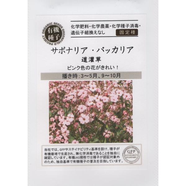 有機種子 サポナリア・バッカリア 道灌草 グリーンフィールドプロジェクトのタネ
