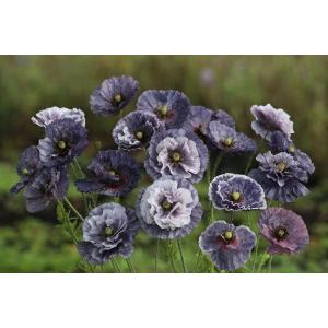 花種子 Muller Collection Papaver rhoeas Amazing Grey seeds ポピー アメージング グレイのタネ