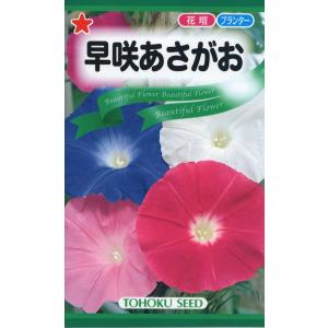 花種子 早咲あさがお トーホクのタネ