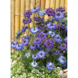 花種子 Muller Collection Lagurus ovatus seeds ラグラス オバタスの