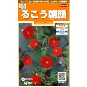 花種子 ふうせんかずら トーホクのタネ : Gardener s Shop Ivy - 通販