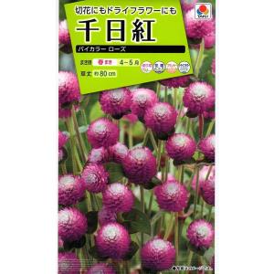 ふうせんかずら種　100粒 花種子 ふうせんかずら トーホクのタネ : Gardener s Shop Ivy - 通販