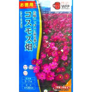 花の種 お徳用パックコスモス畑 センセーション混合 タキイ種苗（株