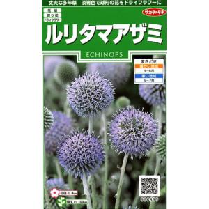 花種子 ふうせんかずら トーホクのタネ : Gardener s Shop Ivy - 通販