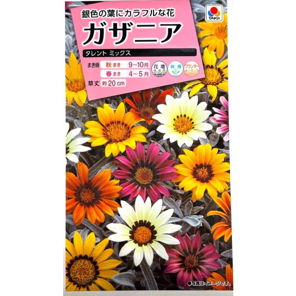 【種子】ガザニア タレントミックス タキイ種苗のタネ
